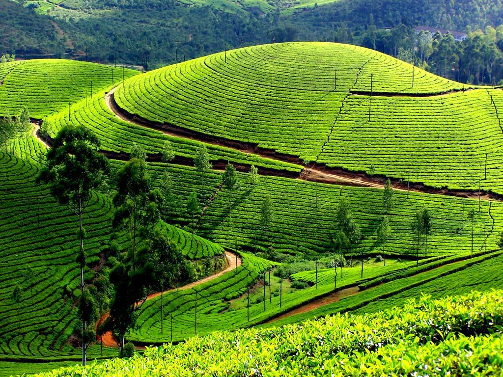 Mangalappillil Homestay Munnar Luaran gambar